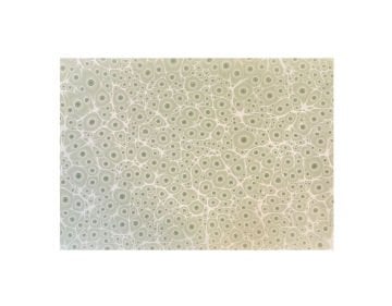 Nedim Sönmez Orijinal El Yapımı Ebru Kağıdı -5 Kaplan Gözü Yeşil - 47,5 x 67,5 cm